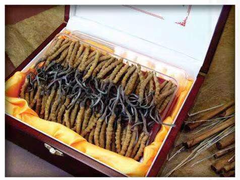 积石山冬虫夏草回收